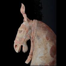 Cheval au superbe capara�onnage